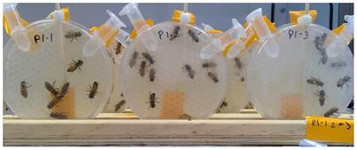 The Behavioral Toxicity of Insect Growth Disruptors on Apis mellifera Queen Care